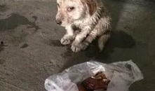 大狗最新爆料视频大全集,揭秘热点事件背后的真相